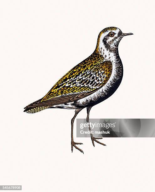 lesser golden plover - golden plover stock illustrations