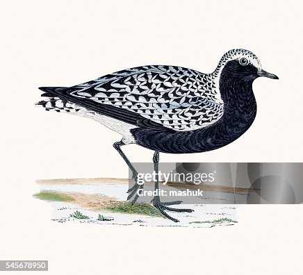 Grey Plover Grey Plover