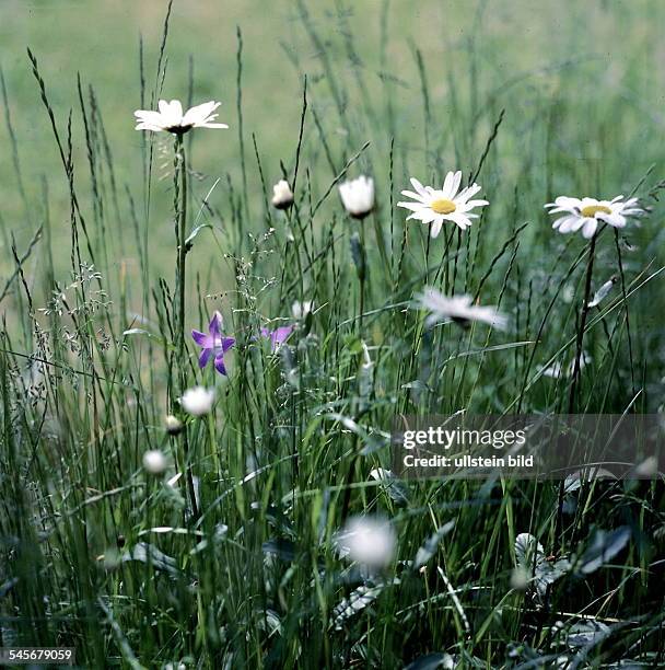 Sommerwiese mit Margeriten- 1997