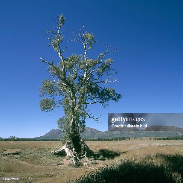 Flinders Rangers National Park: "Cazneaux Tree" vor Wilpena Pound - 2000