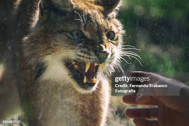 iberian lynx attacks the hand of a man - bobcat stock pictures, royalty-free photos & images