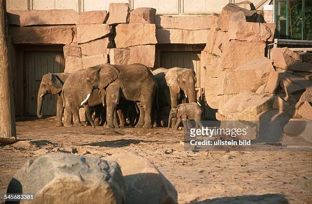 Elefantengehege- 1999Elefant Elefanten Jungtier junger