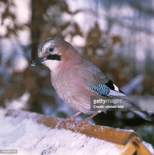 Eichelhäher sitzt auf einem Vogelhäuschen im Winter- ohne Jahr