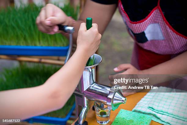 making wheatgrass juice using a press - wheatgrass stock pictures, royalty-free photos & images