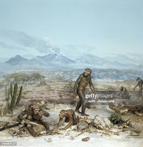 Australopithecus Predators 250 fotos de stock, fotos en alta resolución e imágenes sobre ...