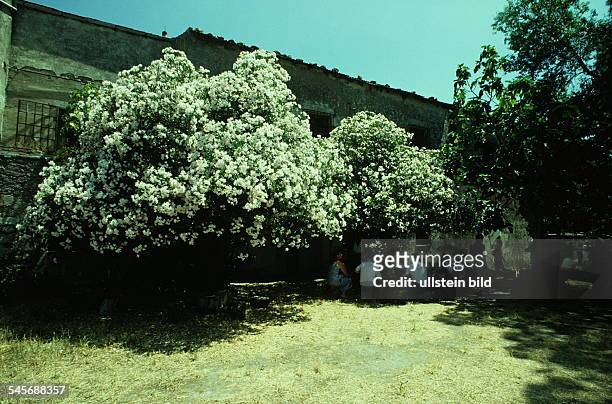 Familienessen im Freien unter blühendenBäumen in Villanova Monteleone- 00.07.1990