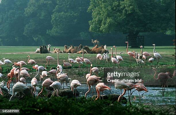Flamingos und Kamele- 1999