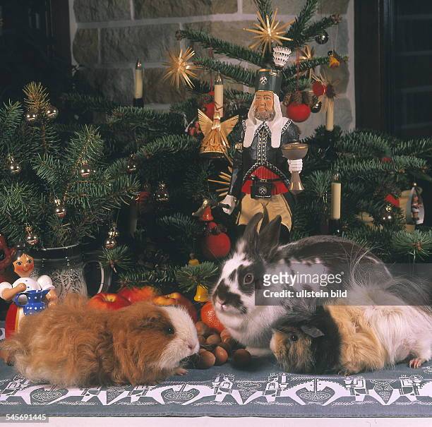 Haustiere als Weihnachtsgeschenk: Kaninchen und Meerschweinchen vor Weihnachtsdekoration- 2000