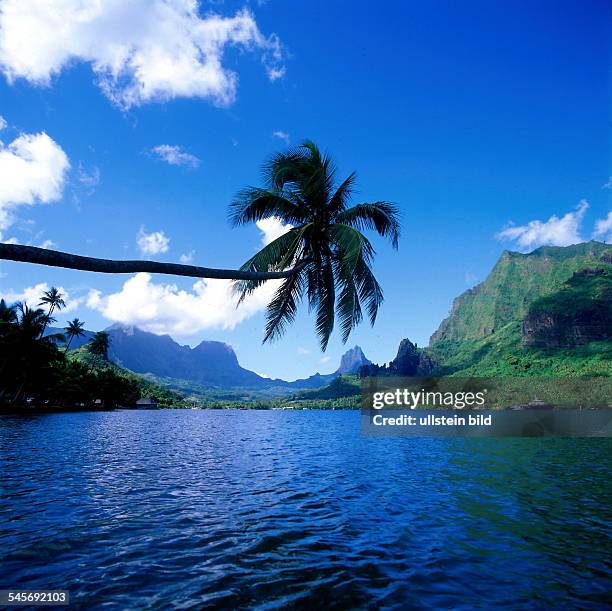 Französisch Polynesien / Moorea: Palmeragt in die Cook Bay- 1996col