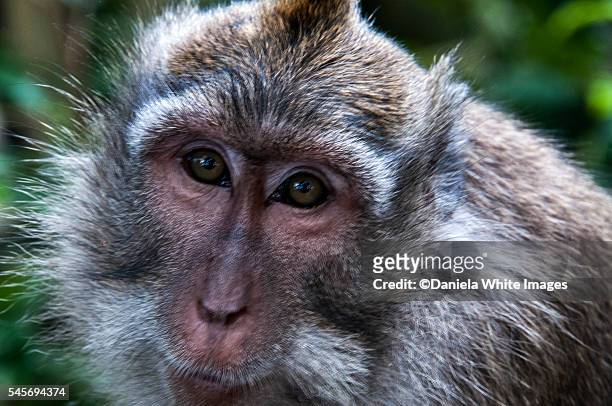 a male macaque headshot - rhesus macaque stock pictures, royalty-free photos & images