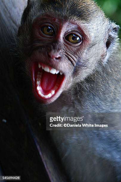 head portrait of young macaque - rhesus macaque stock pictures, royalty-free photos & images