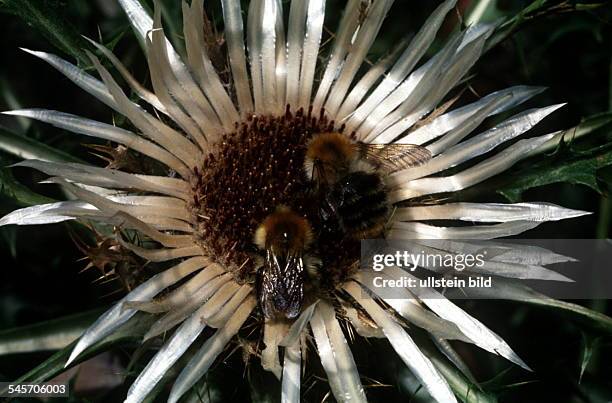 Silberdistel mit zwei Bienen- 1994