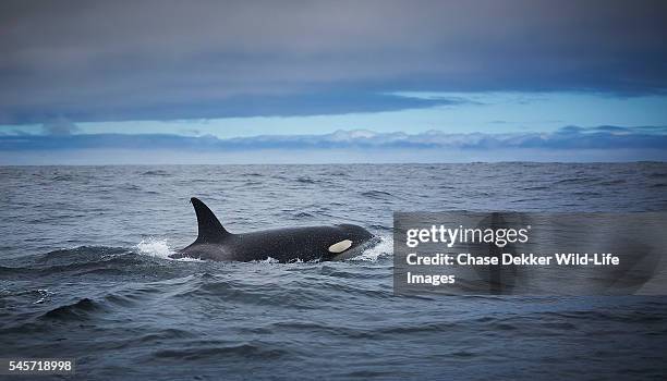 killer whale - north pacific stock pictures, royalty-free photos & images