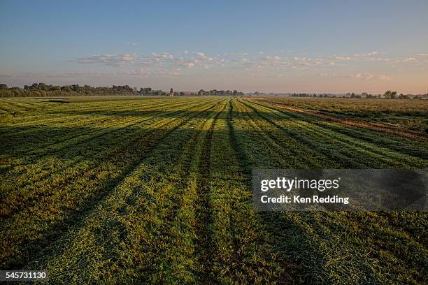 alfalfa field - alfalfa field stock-fotos und bilder