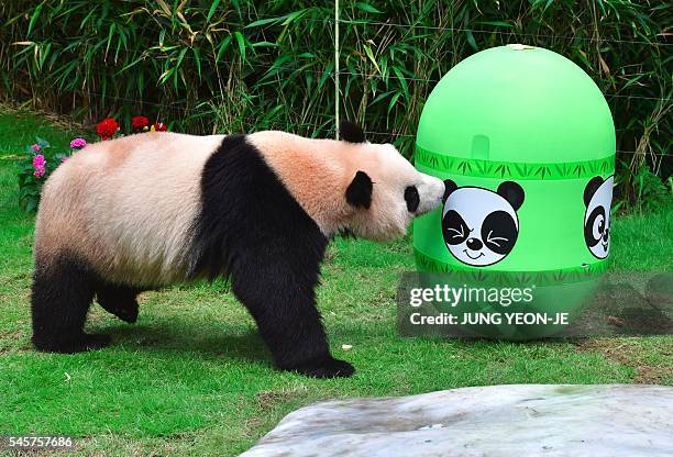 Panda Roly Poly Gif 164 Panda Doll Stock Photos, High-Res Pictures, and Images - Getty Images