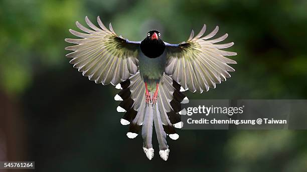 flying urocissa caerulea - ekster stockfoto's en -beelden