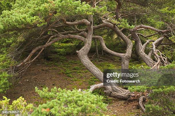 large tree with branches - saaremaa island stock pictures, royalty-free photos & images
