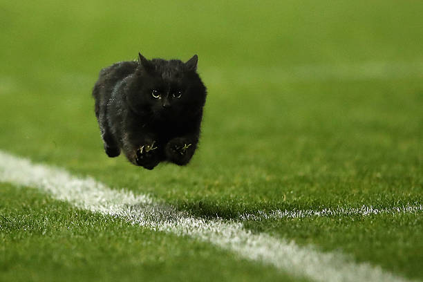 Black cat enters the field of play during the round 18 NRL match between the Penrith Panthers and the Cronulla Sharks at Pepper Stadium on July 10,...