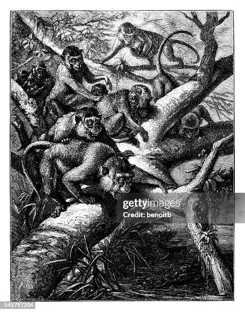 moor macaques agitated by crocodile - macaque stock illustrations
