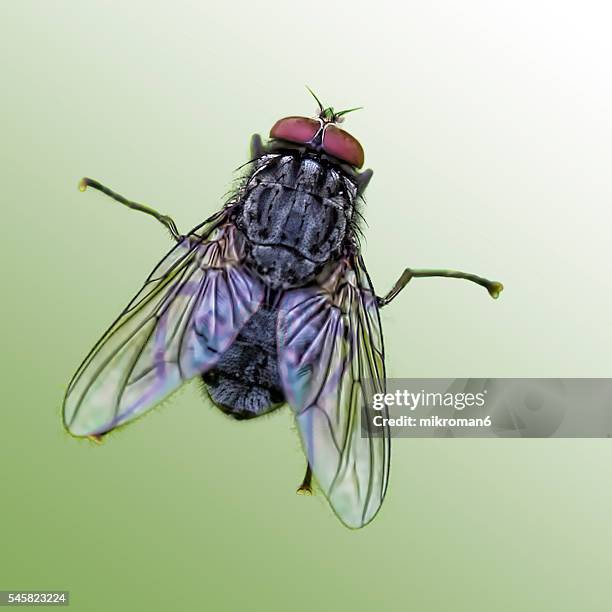 the housefly (also house fly, house-fly or common housefly) - housefly stock pictures, royalty-free photos & images