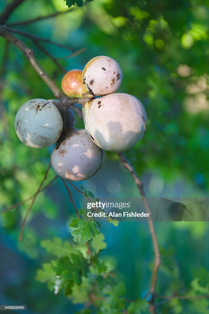 Oak 'Apples'