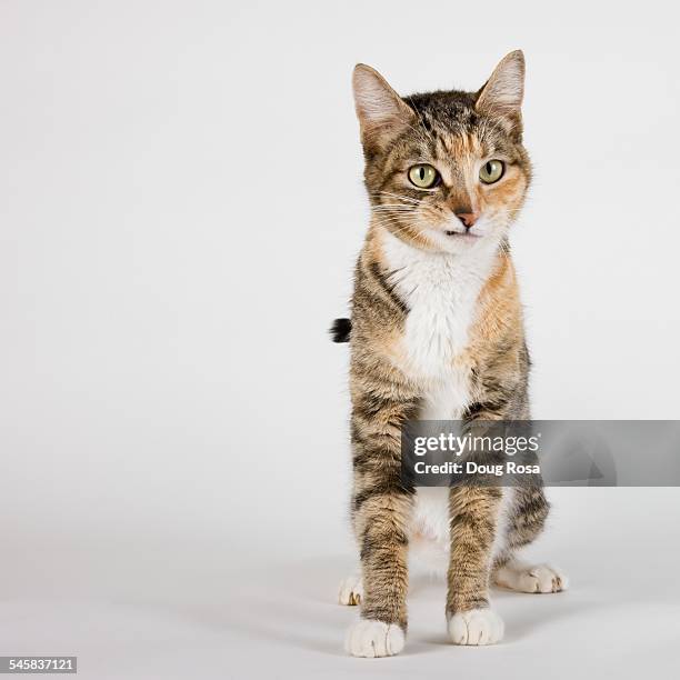 Timid Kitty 30 Distrusting Stock Photos, High-Res Pictures, and Images - Getty Images