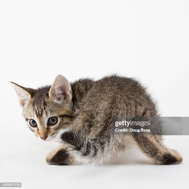 Cat Rear View Tail Up Photos and Premium High Res Pictures - Getty Images