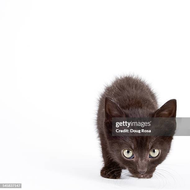 Timid Kitty 334 Shy Kitten Stock Photos, High-Res Pictures, and Images - Getty Images