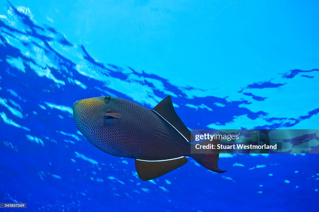 Black Durgon, Utila, Bay Islands, Honduras