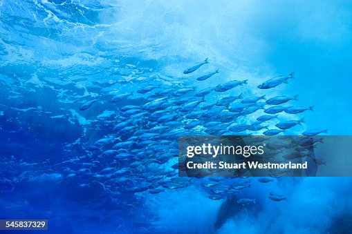 Isla Roca Bigeye Scad Isla Roca Partida Biosphere Reserve Revillagigedo Islands ...