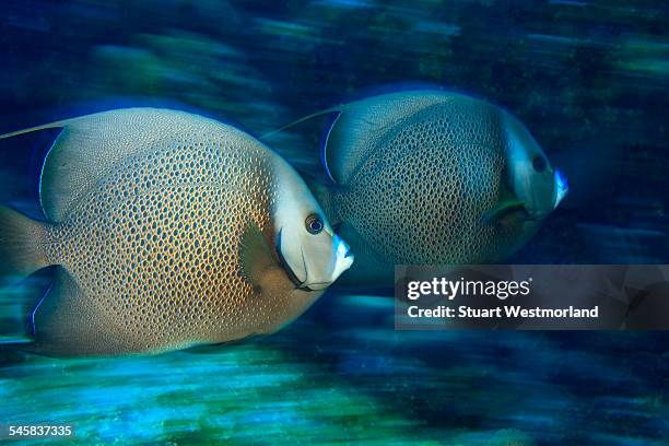 gray angelfish, utila, north side, bay islands, honduras - gray angelfish stockfoto's en -beelden