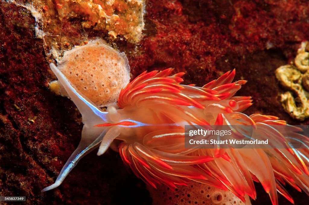 Opalescent nudibranch, Inside Passage near Port Hardy, British Columbia, Canada