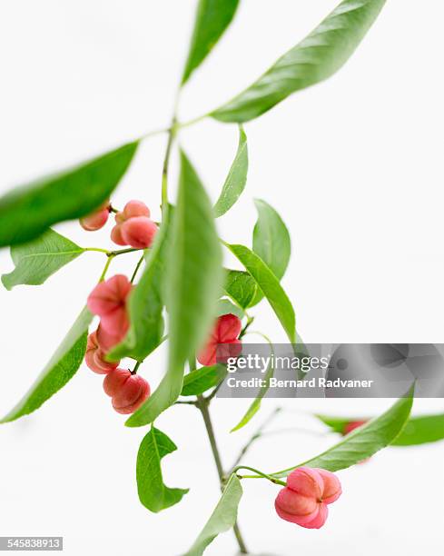Celastraceae 224 Celastraceae Stock Photos, High-Res Pictures, and Images - Getty Images