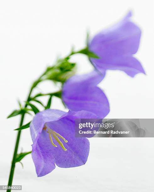 studio shot of bluebell - bluebell stockfoto's en -beelden