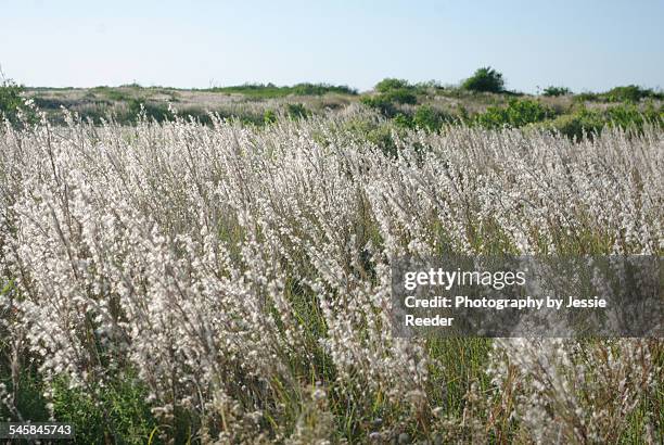 tall marshland grasses - big bluestem grass stock pictures, royalty-free photos & images