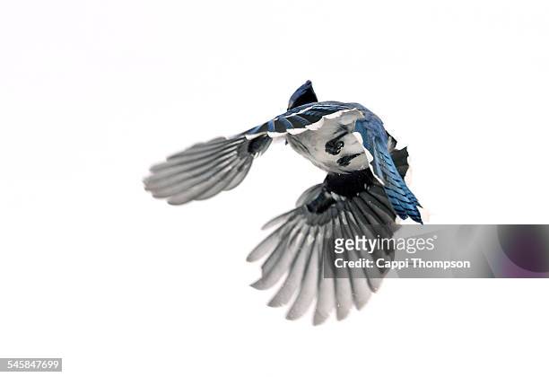 blue jay flying with white snow background - birds flying - fotografias e filmes do acervo
