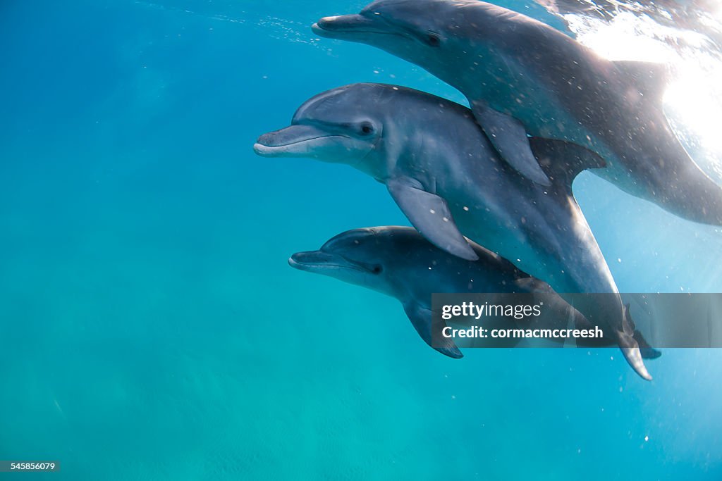 Three bottlenose dolphins swimming in sea, Ponta do Ouro, Mozambique