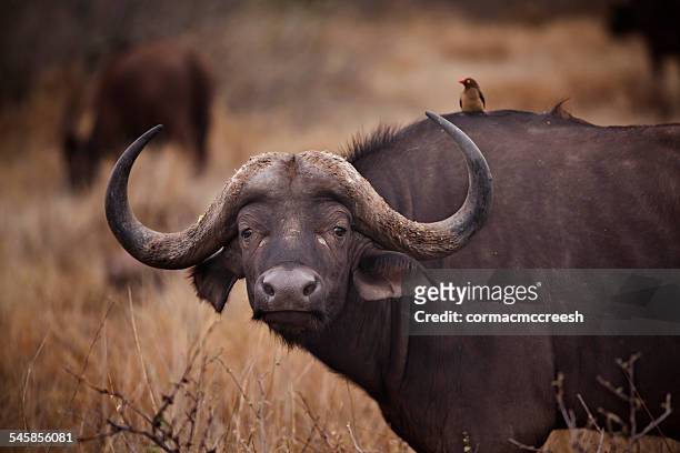 south africa, mpumalanga, ehlanzeni, bushbuckridge, kruger national park, skukuza, african buffalo in grassland with oxpecker on back - buffalo stock pictures, royalty-free photos & images