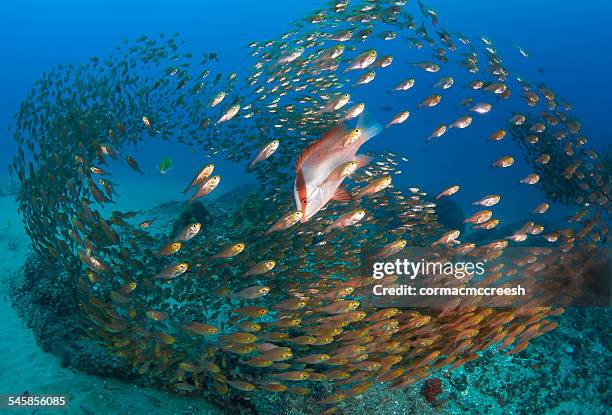 emperor red snappers and golden sweepers schooling above seabed, ponta mamoli, mozambique - southern africa stock pictures, royalty-free photos & images