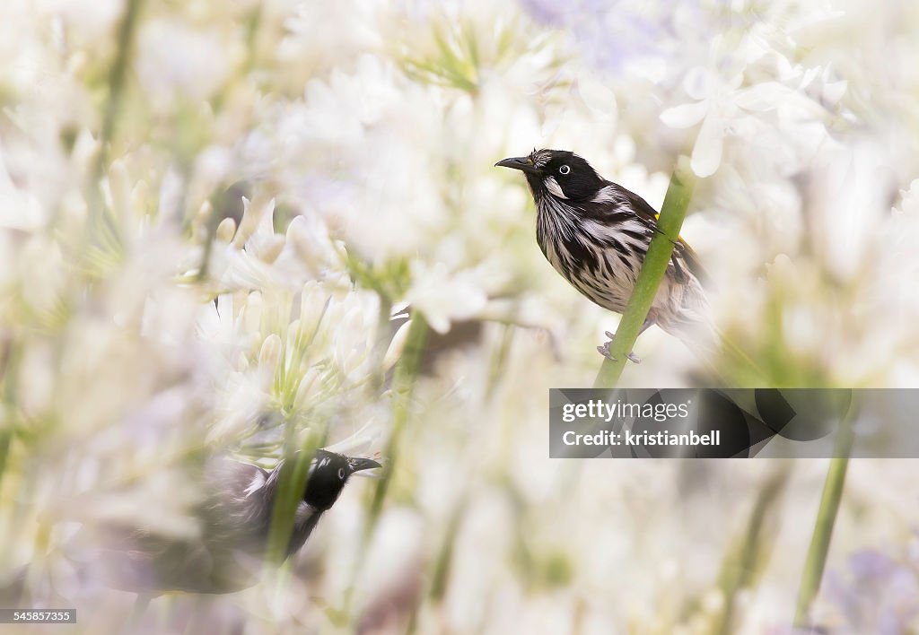 Australia, Melbourne, New Holland Honeyeaters in Agapanthus flowers