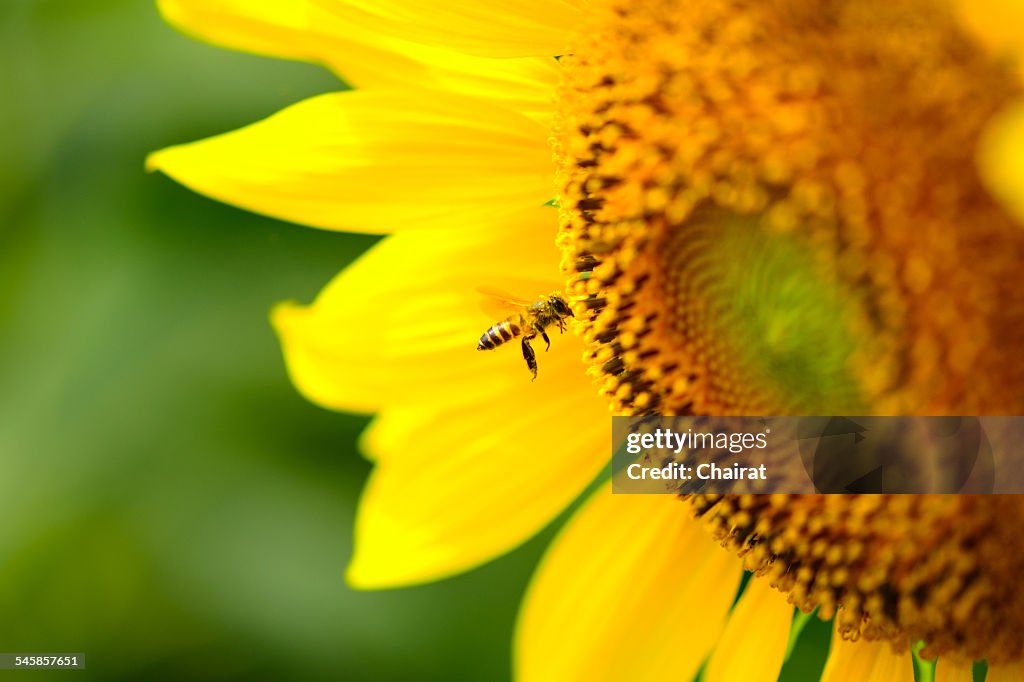 Bee on sunflower