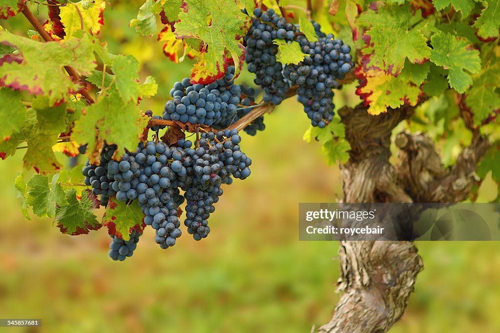 France, Grapes ready for harvest