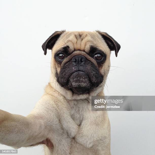 pug dog taking a selfie - pug fotografías e imágenes de stock