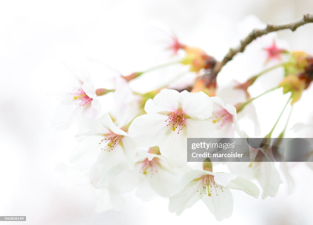 Close-up of blossoming cherry tree, Switzerland