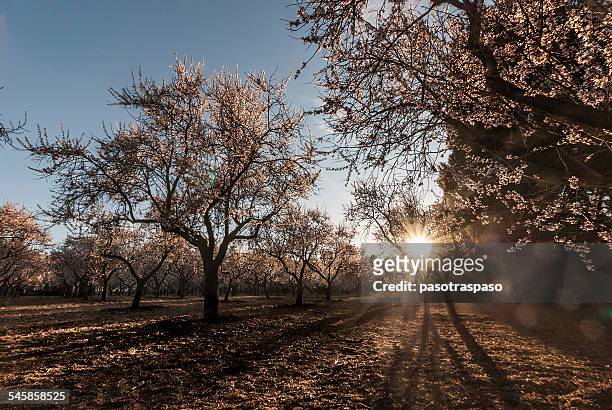 almond trees at sunset - almond orchard ストックフォトと画像