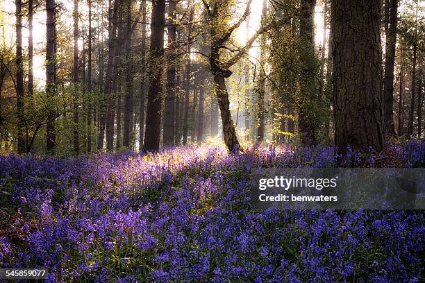 uk, england, west midlands, warwickshire, stratford-upon-avon, sunrise in bluebell woods - ブルーベルウッド ストックフォトと画像