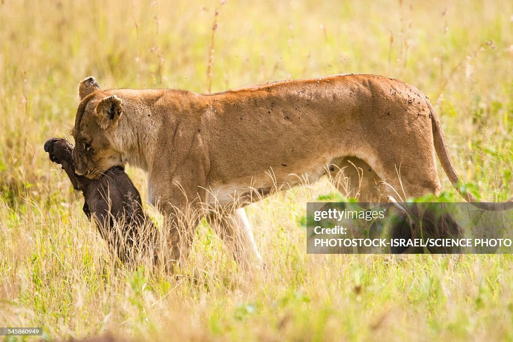 Lioness Panthera leo