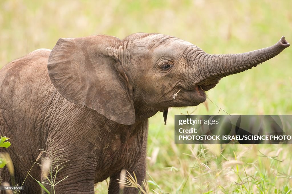 African elephant Loxodonta africana