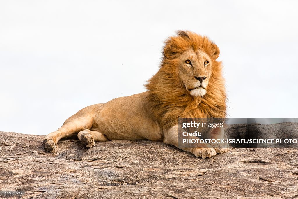 Lion Panthera leo