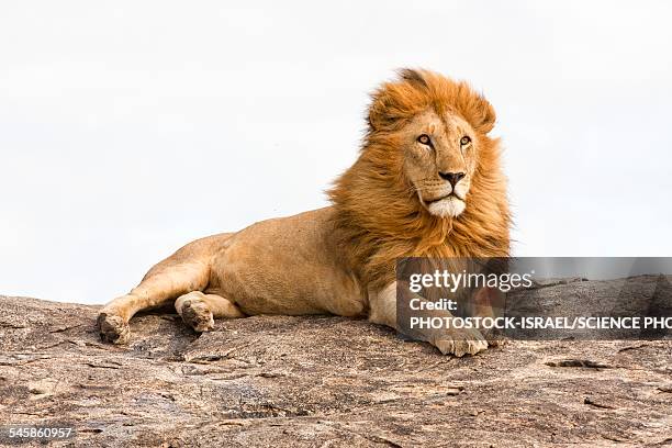 lion panthera leo - animal mane stockfoto's en -beelden